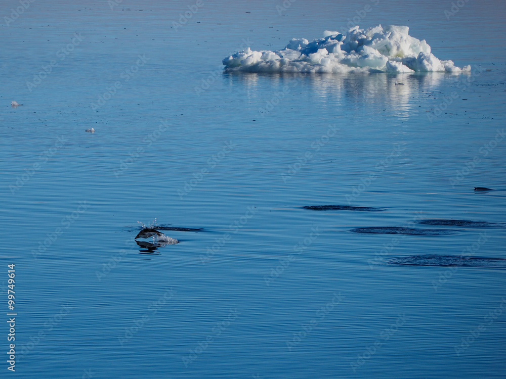 Fototapeta premium Adelie Penguins swimming and diving in Antarctica