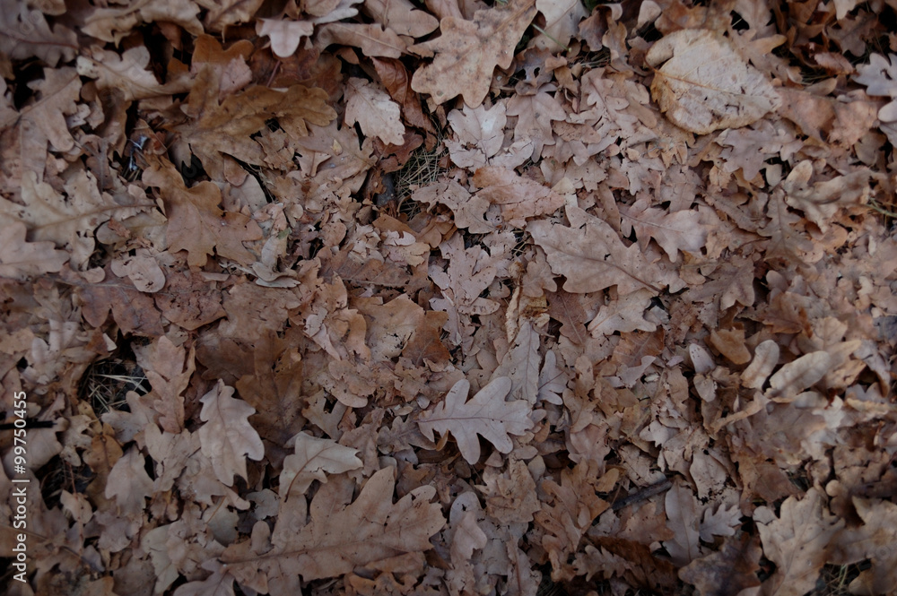 Lots oak leaves lying on the ground in the fall.