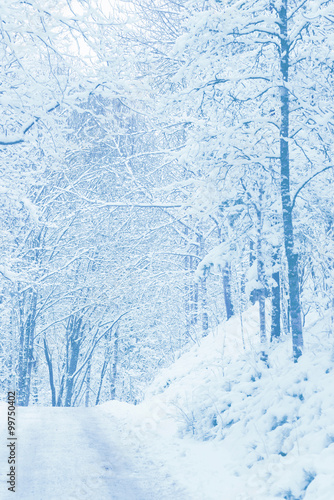 Forest roadcovered in white...