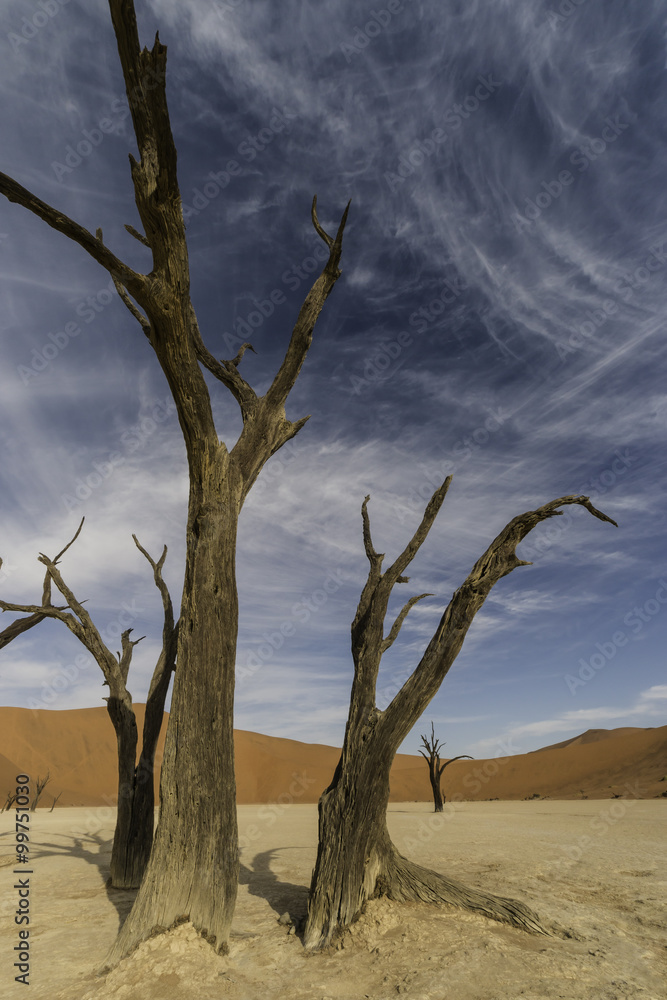 red sand dunes and dead trees in namib desert, Deadvlei, Namib Naukluft Park, Namibia, Africa