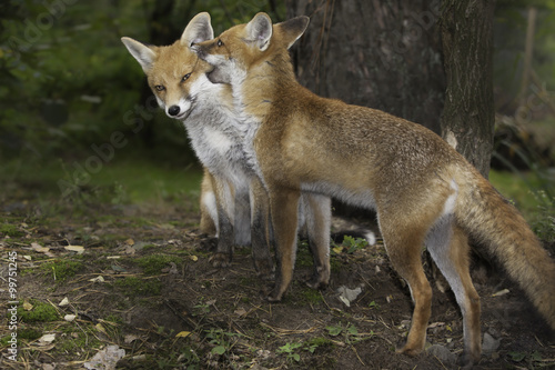 two foxes in love
