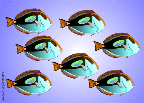 Doktorfisch