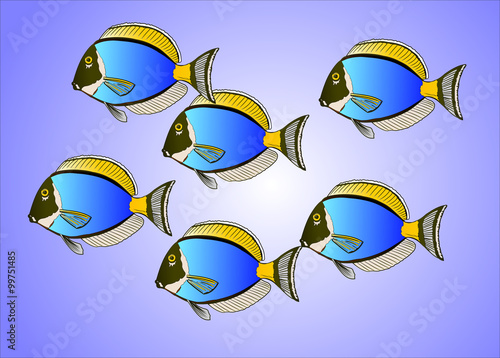 Dokotrfisch