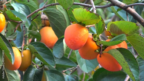 Ripe Oriental Persimmon fruit on the tree (Diospyros kaki). photo