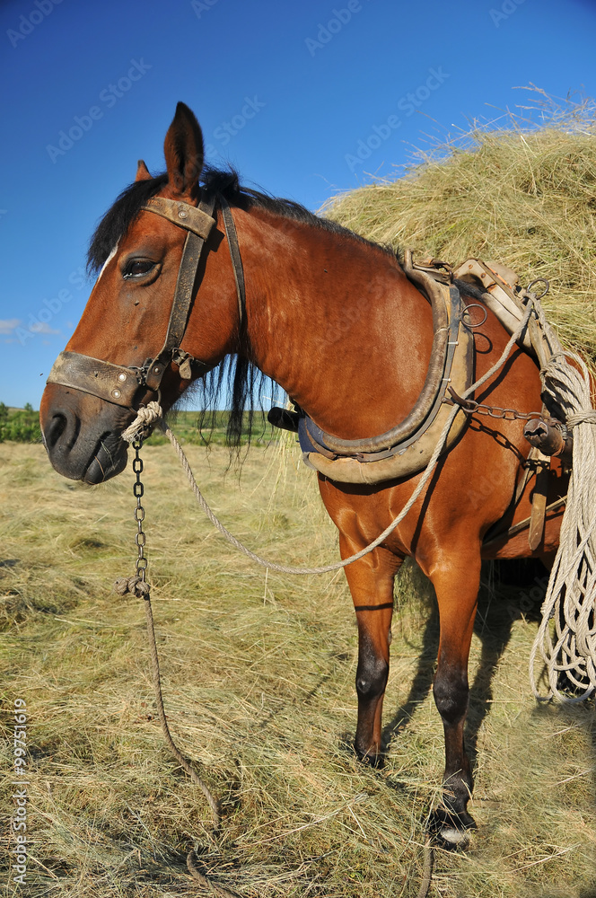 Fototapeta premium Mule and hay cart