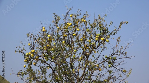 Ripe Chinese quince fruit on the tree (Pseudocydonia sinensis). photo