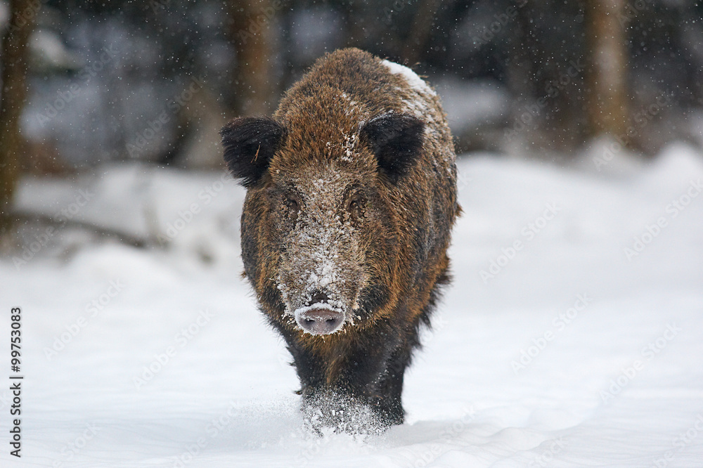 Wildschwein Wildschwein