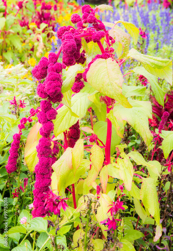 Obraz na płótnie Amaranthus paniculatus flower