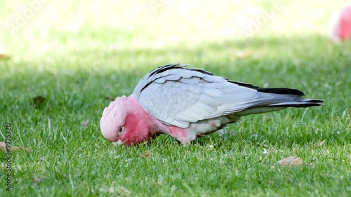 Beautiful pink and grey galah feeding on lush grass in 4K