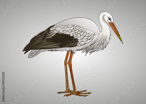 Weißstorch