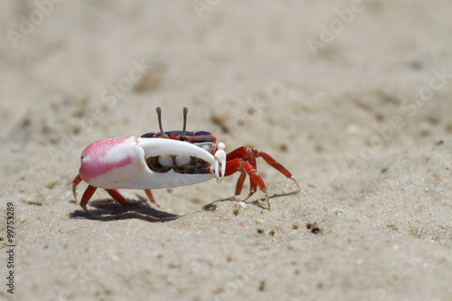 Crabe violoniste ou Uca Pugilator
