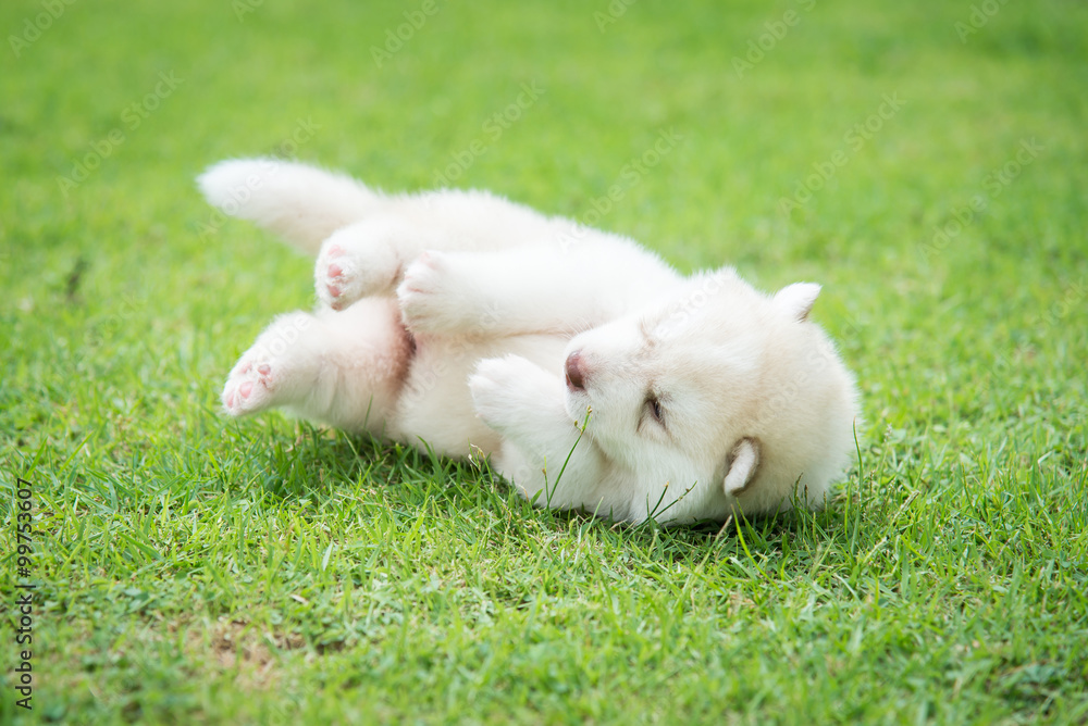 little siberian husky puppy lying little siberian husky puppy lying