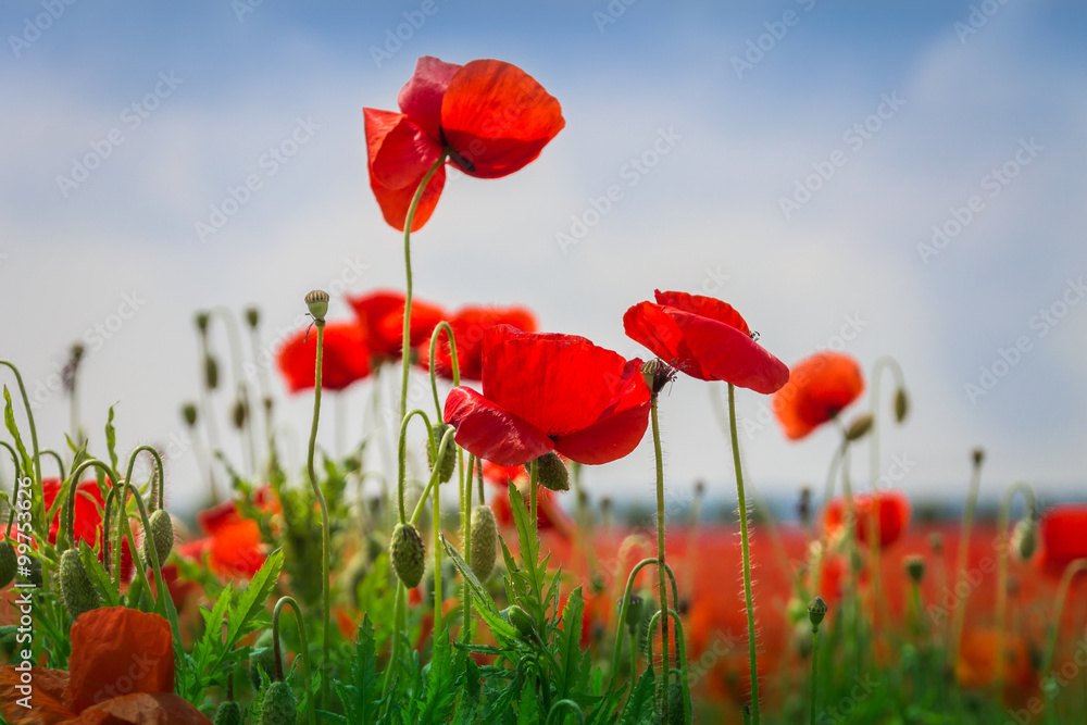 Mohnblumen - The Poppy Field