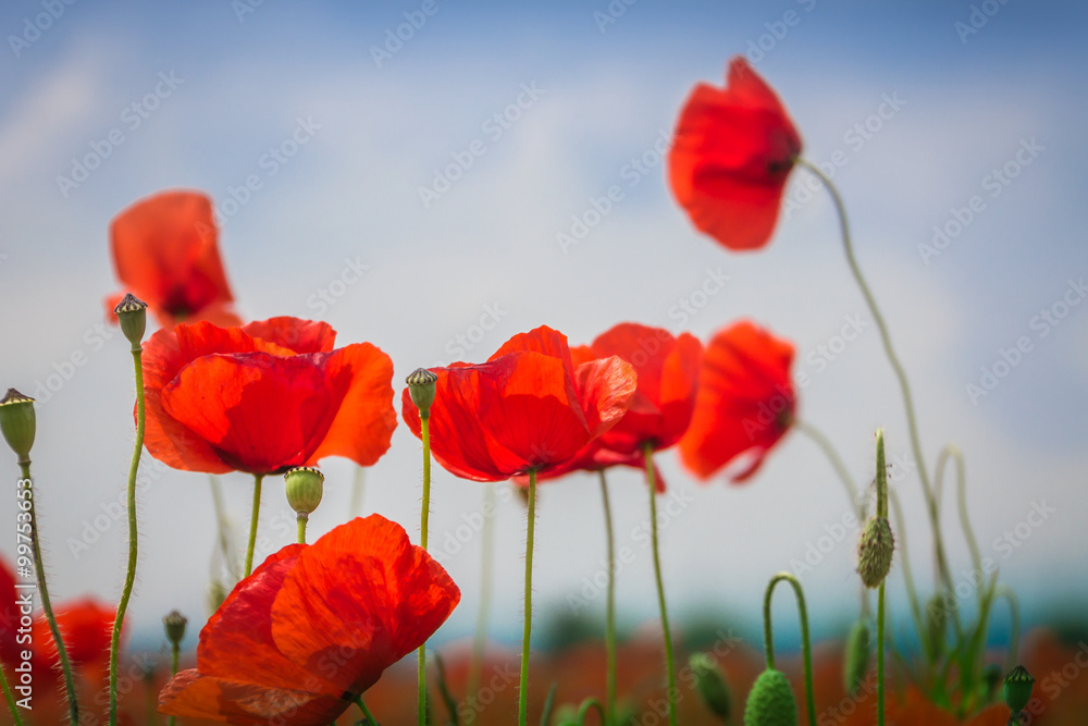 Fototapeta premium Mohnblumen - Pole maku