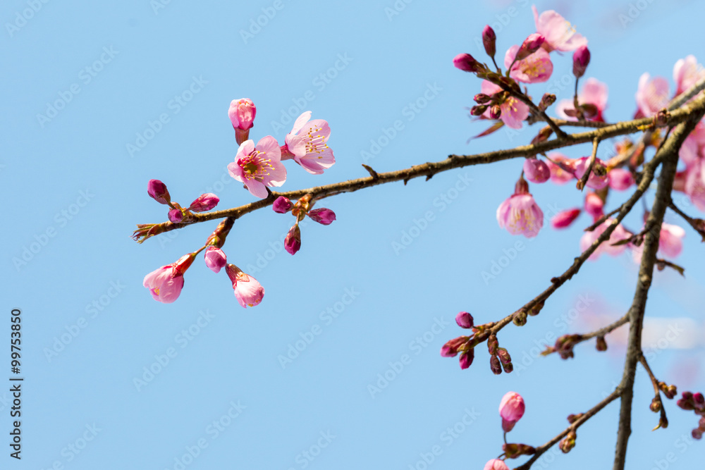 Sakura Flower or Cherry Blossom With Beautiful Nature Background Sakura Flower or Cherry Blossom With Beautiful Nature Background