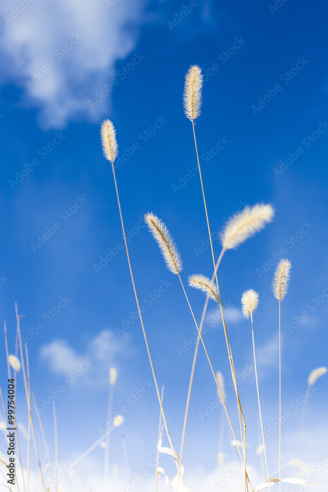 Obraz premium 猫じゃらしと澄んだ冬空