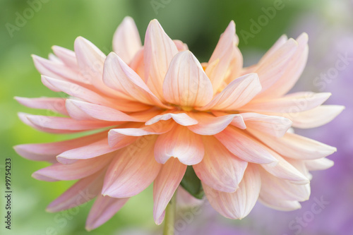 Close Up of Dahlia Flower