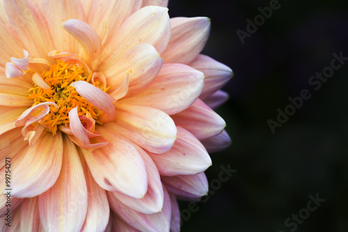 Close Up of Dahlia Flower