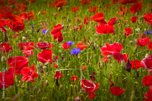 Mohnblumen - The Poppy Field © MACLEG