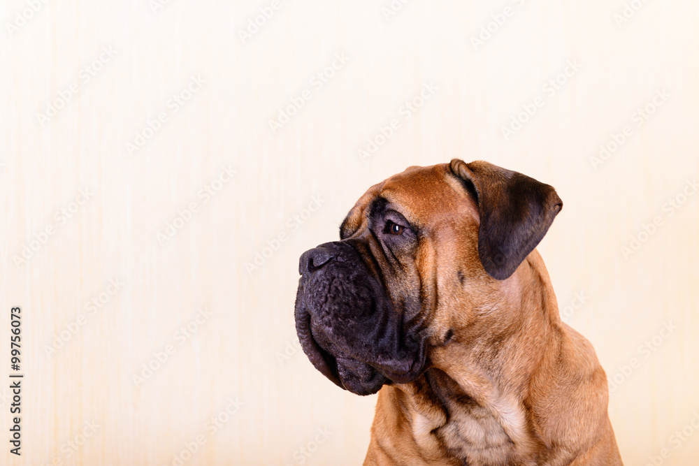 portrait of dog bullmastiff
