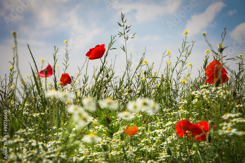 Mohnblumen - The Poppy Field © MACLEG