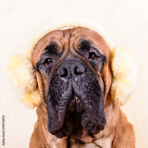 bullmastiff dog in winter hat