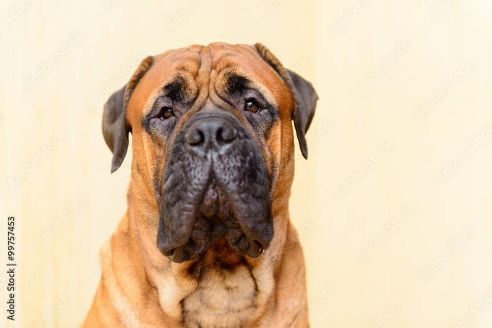 portrait of dog bullmastiff