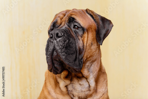 portrait of dog bullmastiff © inna_astakhova