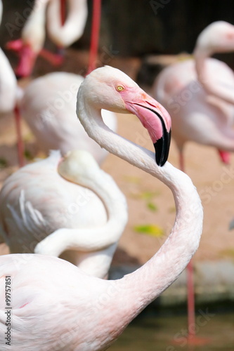 Flamingos in Khao Kheow Zoo, Thailand.