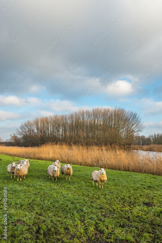 Fototapeta premium Curious sheep in an autumn landscape with a small river
