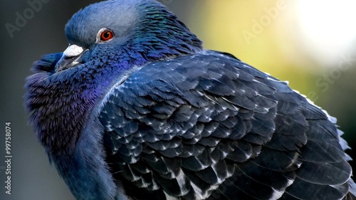 Vibrant blue pigeon in 4K