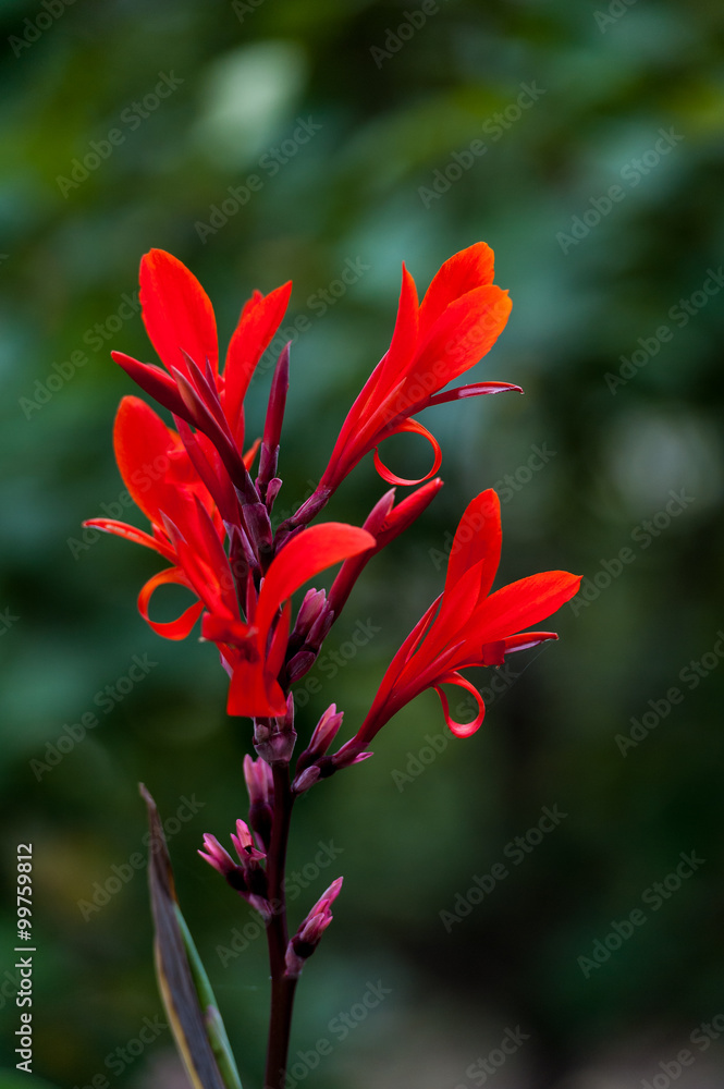 Red Canna Flower