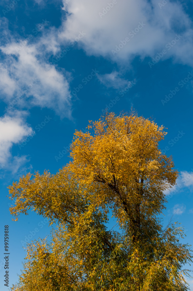 Golden tops of  tree on sky background