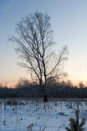 Winter tree in the morning © Maxim B