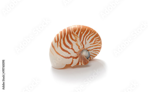 Isolated nautilus shell