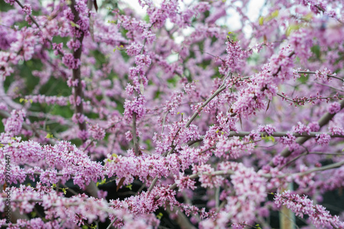 Blossom Judas tree close view