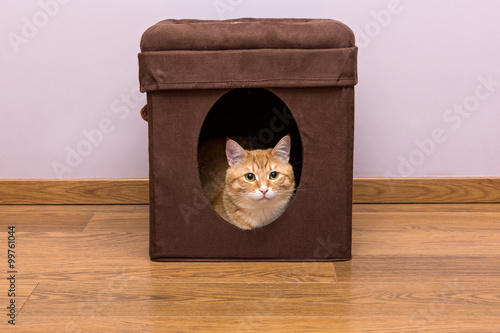 Photography Personal home for the cat
