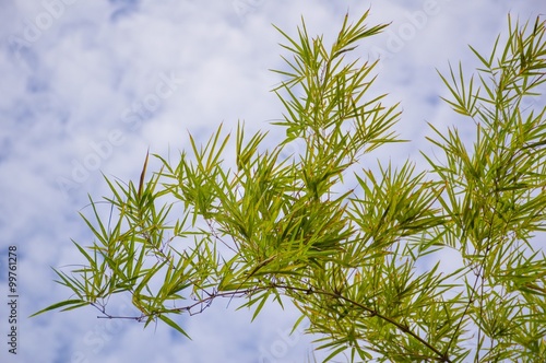 green bamboo leaves on blue sky