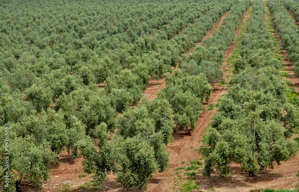 Olivos, cultivo, campo, paisaje, árboles, fondo foto de Stock | Adobe Stock