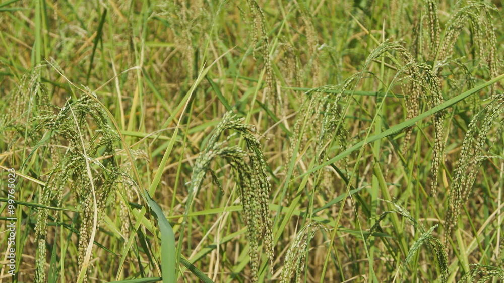 panning shot of close up of Rice spike in the paddy field panning shot of close up of Rice spike in the paddy field