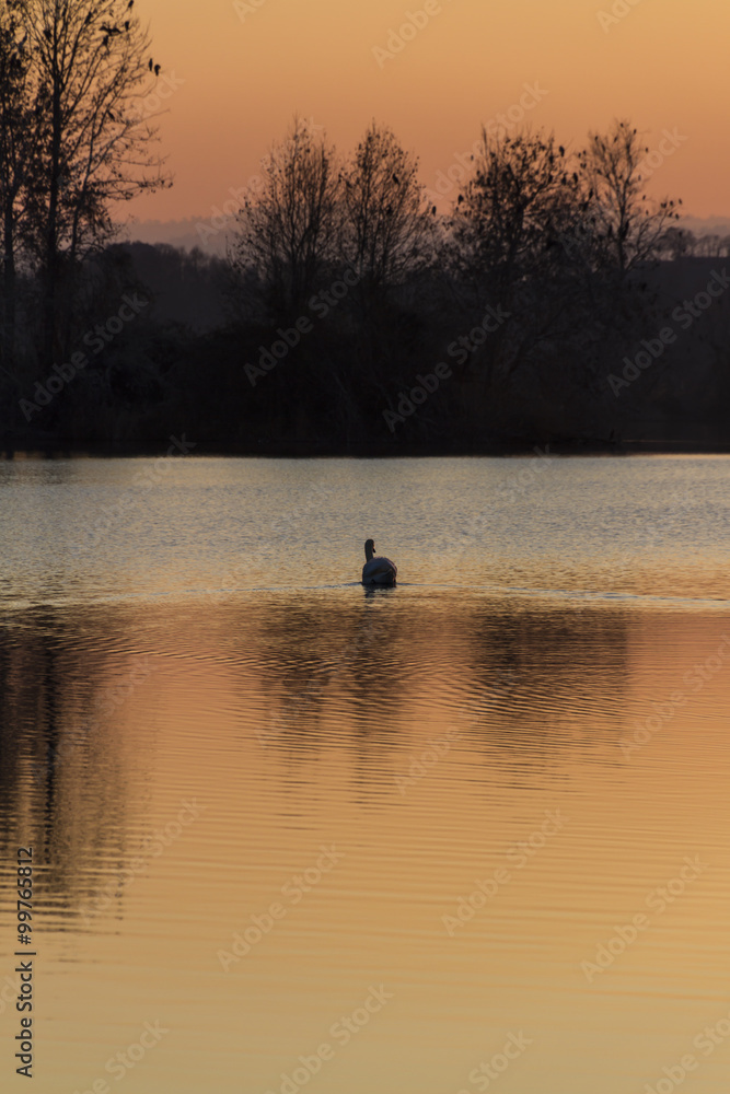 swan on lake at sunset