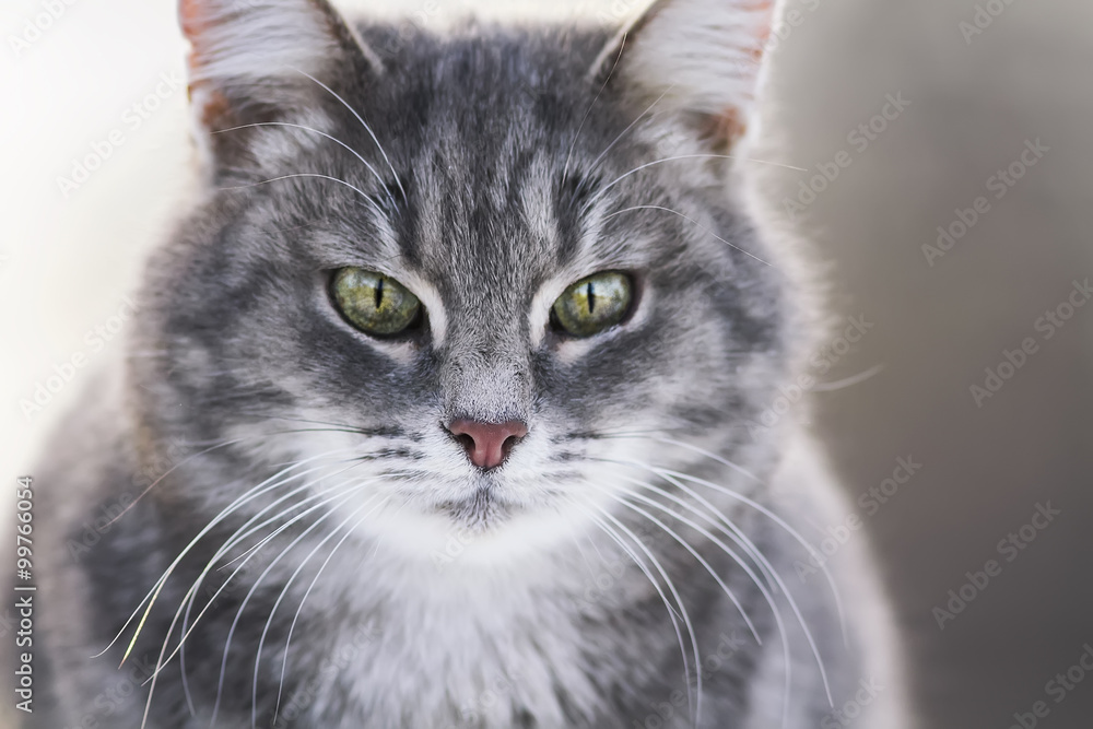 portrait of a grey striped cute cats