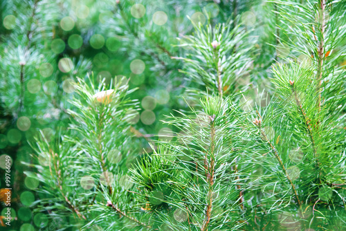 Green pine needles with defocused lights