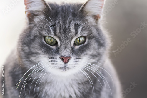 portrait of a grey striped cute cats © nataba