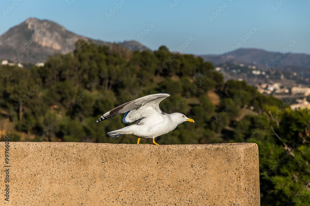 Fototapeta premium Startende Möwe bei Sonnenschein