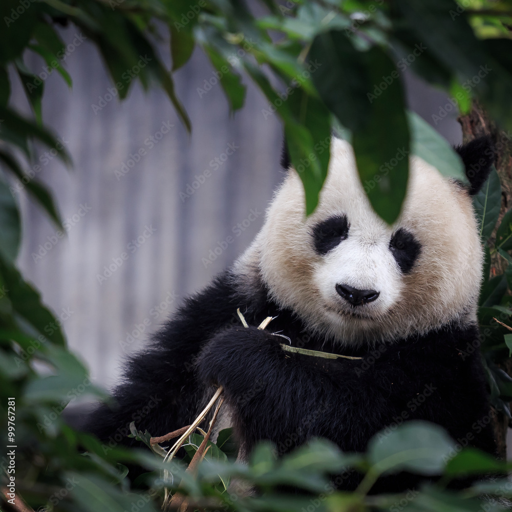 resting panda resting panda