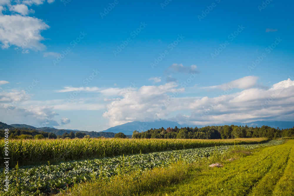 Strips of fields with different agricultural plants.