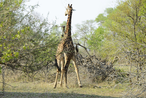 Giraffe  Kruger National Park  South Africa