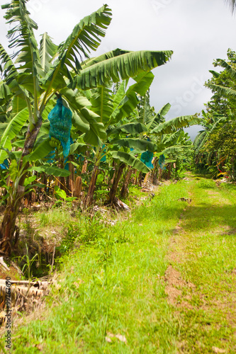 Fototapeta Naklejka Na Ścianę i Meble -  Empty road on the banana plantation, Guadeloupe