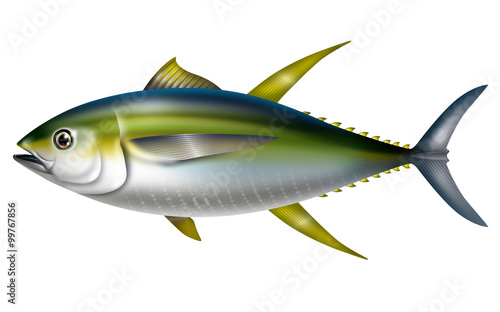 Illustration of yellowfin tuna. / Thunnus albacares.